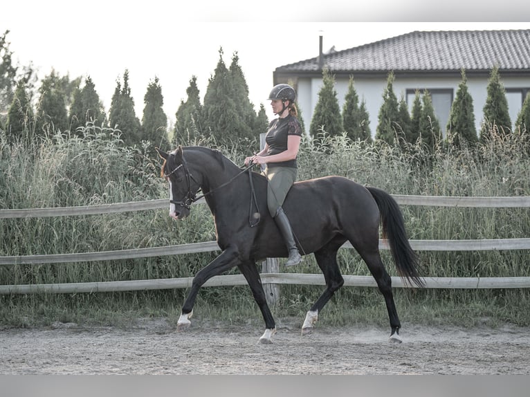 Caballo de deporte alemán Yegua 11 años 160 cm Negro in Frauenstein
