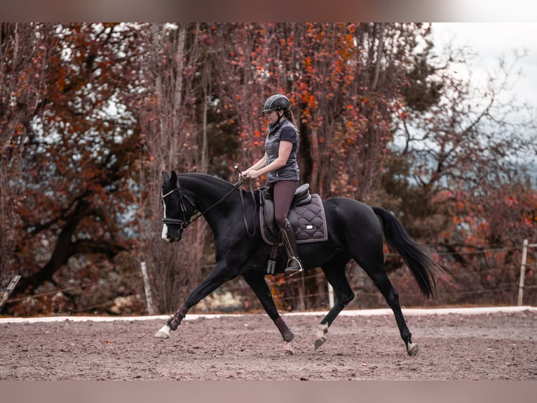 Caballo de deporte alemán Yegua 11 años 160 cm Negro in Frauenstein