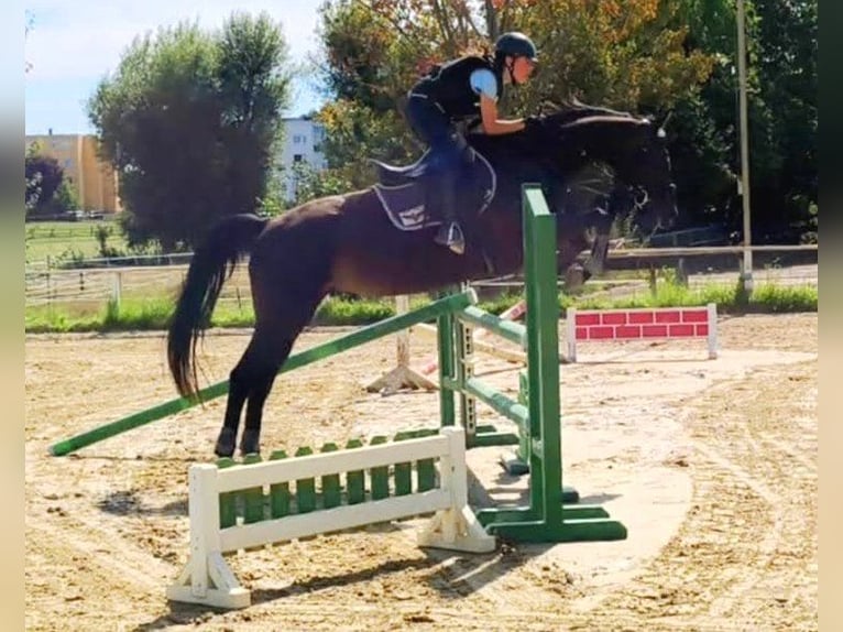 Caballo de deporte alemán Yegua 11 años 163 cm Morcillo in Oberursel