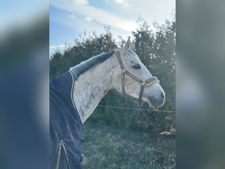 Caballo de deporte alemán Yegua 11 años 164 cm Tordo rodado in Harzgerode