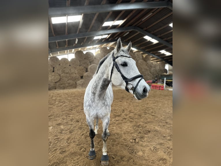 Caballo de deporte alemán Yegua 11 años 164 cm Tordo rodado in Harzgerode