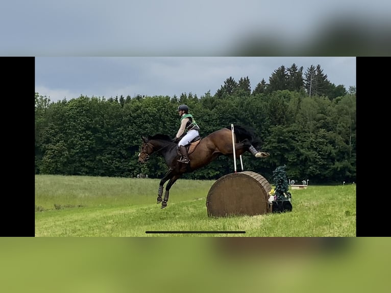 Caballo de deporte alemán Yegua 11 años 166 cm Castaño in Breddin