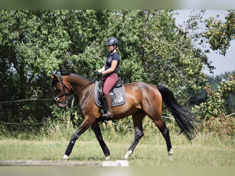 Caballo de deporte alemán Yegua 11 años 166 cm Castaño in Breddin