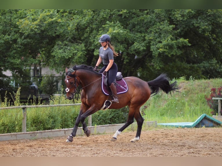 Caballo de deporte alemán Yegua 11 años 166 cm Castaño in Breddin