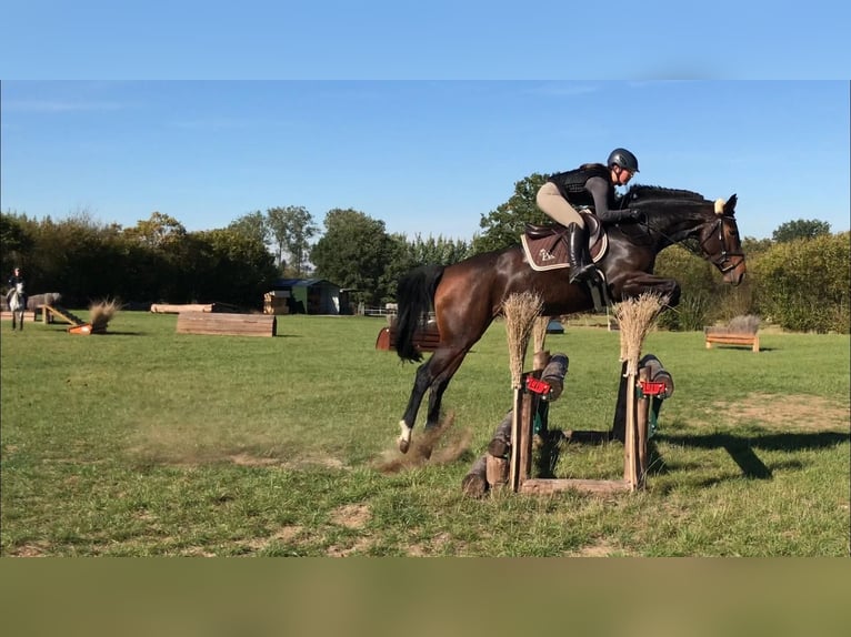 Caballo de deporte alemán Yegua 11 años 166 cm Castaño in Breddin