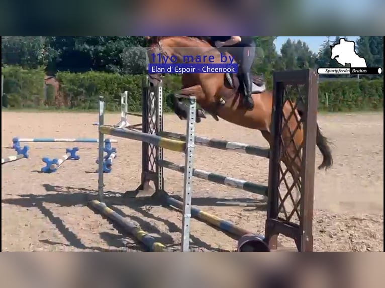 Caballo de deporte alemán Yegua 11 años 167 cm Castaño in Gadow