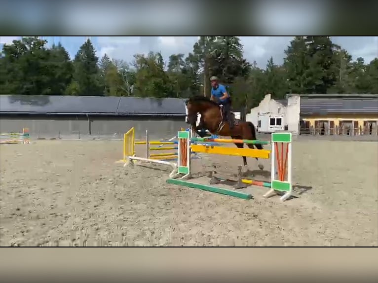 Caballo de deporte alemán Yegua 11 años 167 cm Castaño in Gadow