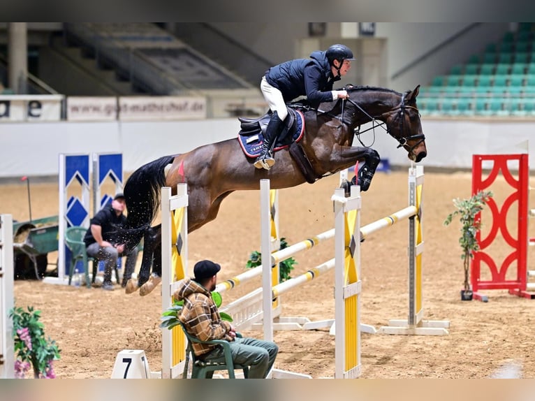 Caballo de deporte alemán Yegua 11 años 167 cm Castaño in Leisnig