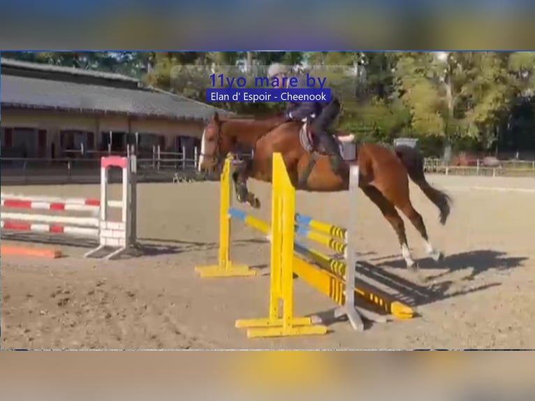 Caballo de deporte alemán Yegua 11 años 168 cm Castaño in Gadow Caballo de deporte alemán Yegua 11 años 168 cm Castaño in Gadow