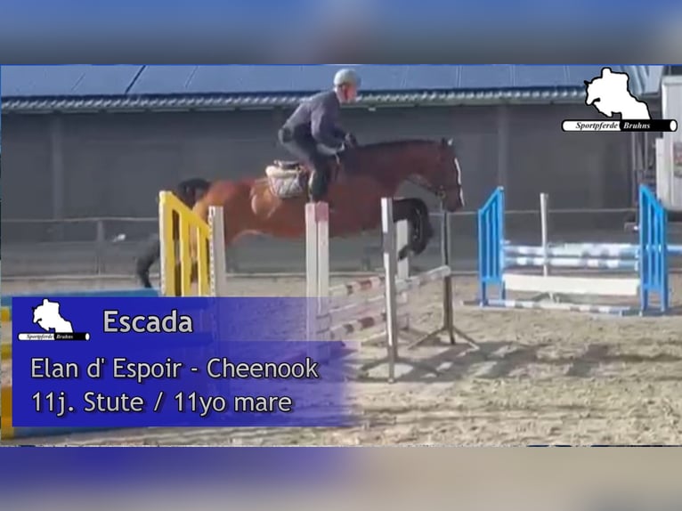 Caballo de deporte alemán Yegua 11 años 168 cm Castaño in Gadow Caballo de deporte alemán Yegua 11 años 168 cm Castaño in Gadow