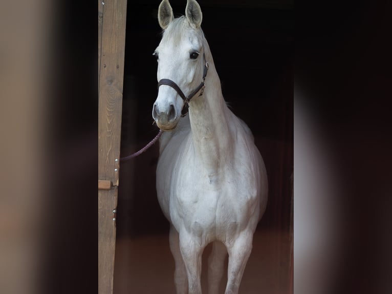 Caballo de deporte alemán Yegua 11 años 168 cm Tordo in Nordhausen