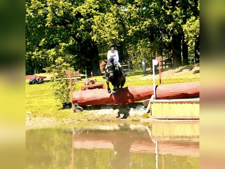 Caballo de deporte alemán Yegua 11 años 170 cm Castaño oscuro in Görlitz