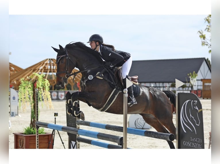 Caballo de deporte alemán Yegua 11 años 170 cm Castaño oscuro in Görlitz