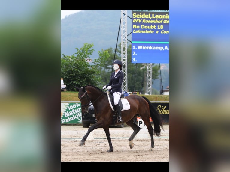 Caballo de deporte alemán Yegua 11 años 170 cm Castaño oscuro in Görlitz