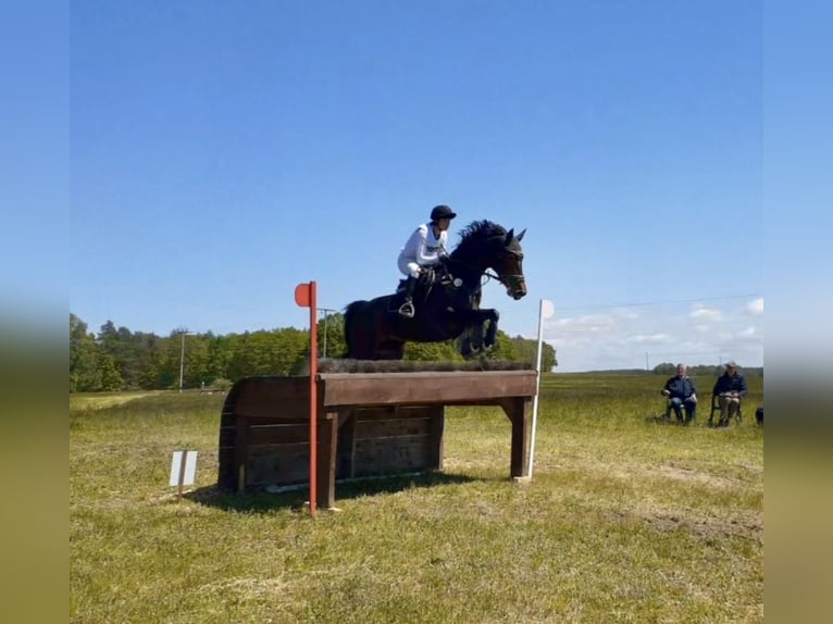 Caballo de deporte alemán Yegua 11 años 170 cm Castaño oscuro in Görlitz