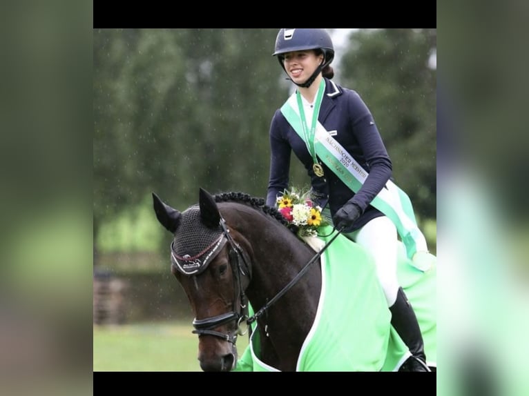 Caballo de deporte alemán Yegua 11 años 170 cm Castaño oscuro in Görlitz