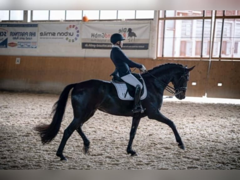 Caballo de deporte alemán Yegua 11 años 170 cm Castaño oscuro in Ditzingen