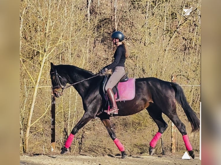 Caballo de deporte alemán Yegua 11 años 170 cm Morcillo in Hetschburg