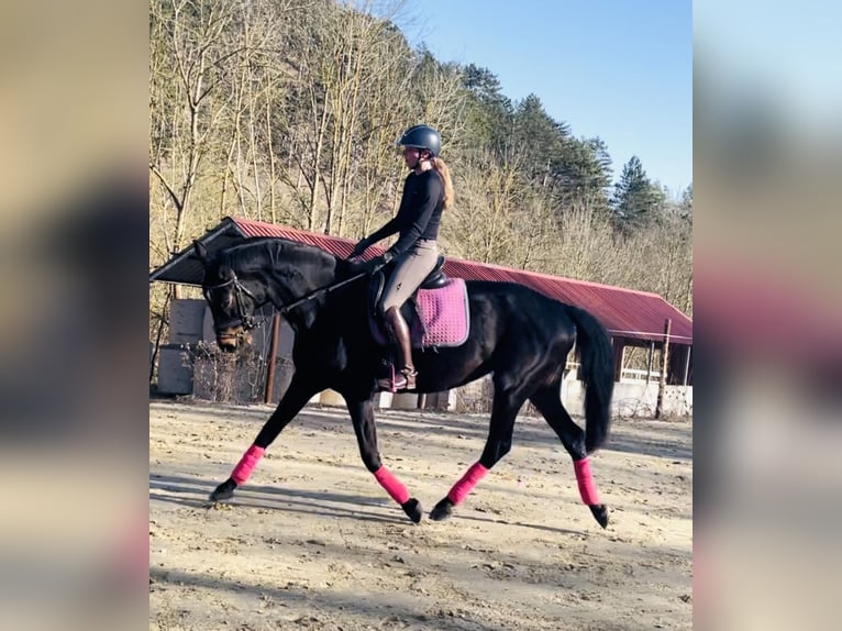 Caballo de deporte alemán Yegua 11 años 170 cm Morcillo in Hetschburg