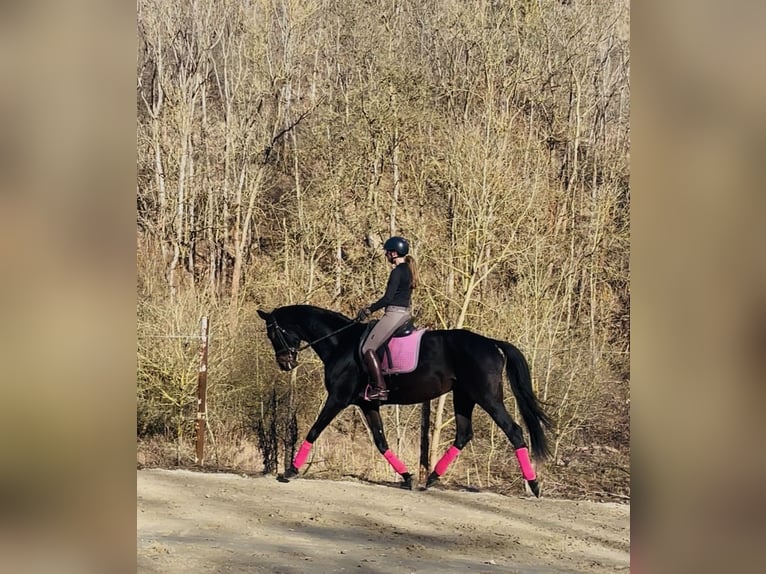 Caballo de deporte alemán Yegua 11 años 170 cm Morcillo in Hetschburg