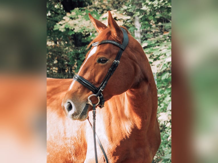 Caballo de deporte alemán Yegua 11 años 171 cm Alazán in Göppingen