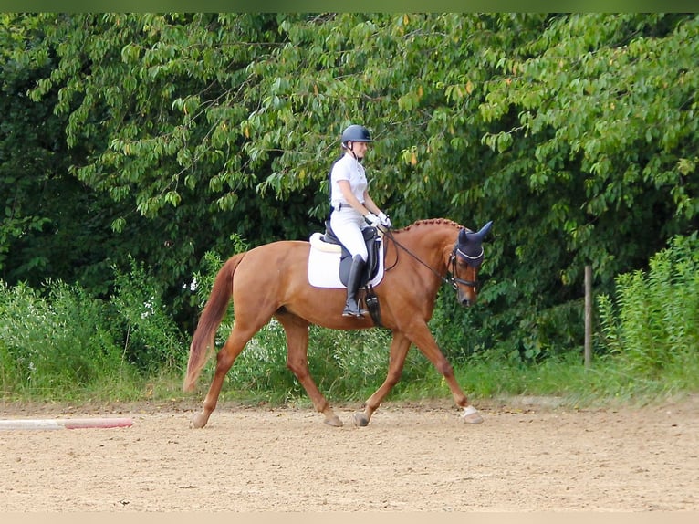 Caballo de deporte alemán Yegua 11 años 171 cm Alazán in Göppingen