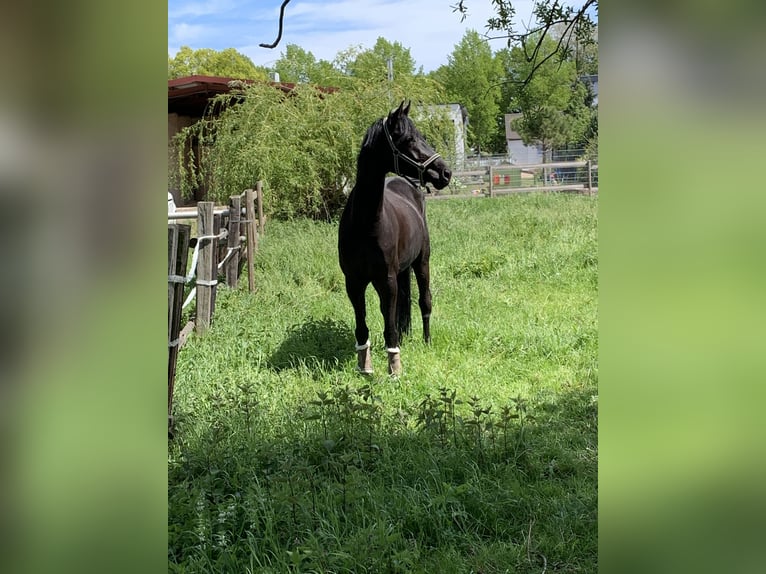 Caballo de deporte alemán Yegua 11 años 171 cm Negro in Nußloch