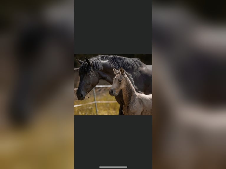 Caballo de deporte alemán Yegua 11 años 171 cm Negro in Nußloch