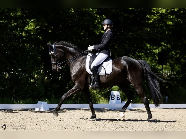 Caballo de deporte alemán Yegua 11 años 171 cm Negro in Nußloch