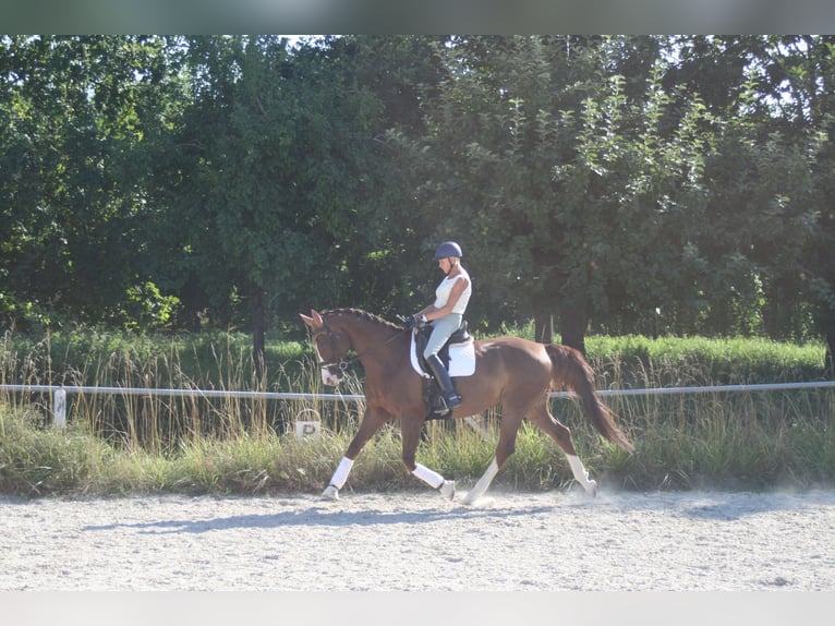 Caballo de deporte alemán Yegua 11 años 172 cm Alazán-tostado in Mainburg