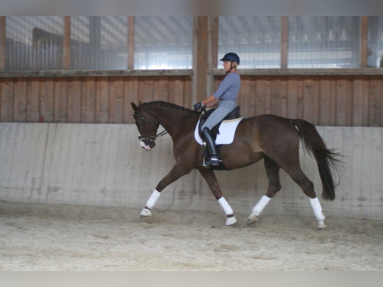 Caballo de deporte alemán Yegua 11 años 172 cm Alazán-tostado in Mainburg