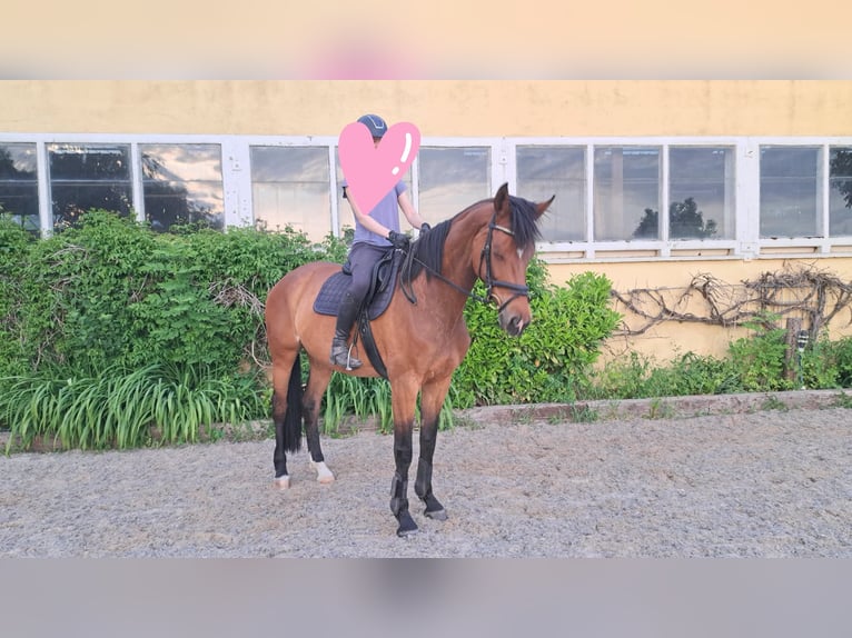Caballo de deporte alemán Yegua 11 años 172 cm  in Teltow
