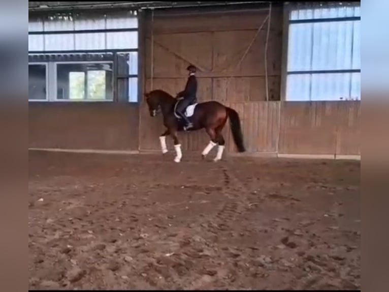 Caballo de deporte alemán Yegua 11 años 172 cm Castaño in Gro&#xDF; Ippener