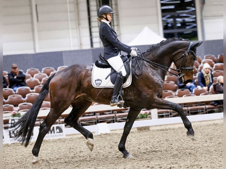 Caballo de deporte alemán Yegua 11 años 173 cm Castaño oscuro in Telgte