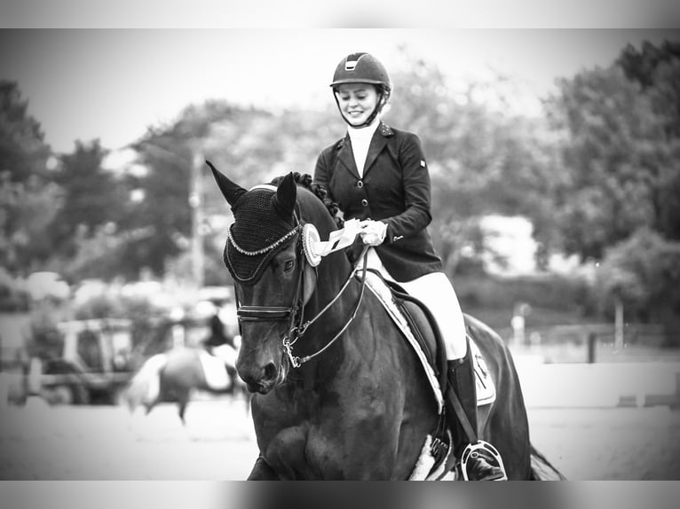 Caballo de deporte alemán Yegua 11 años 173 cm Castaño oscuro in Telgte
