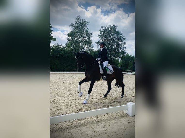 Caballo de deporte alemán Yegua 11 años 173 cm Castaño oscuro in Telgte