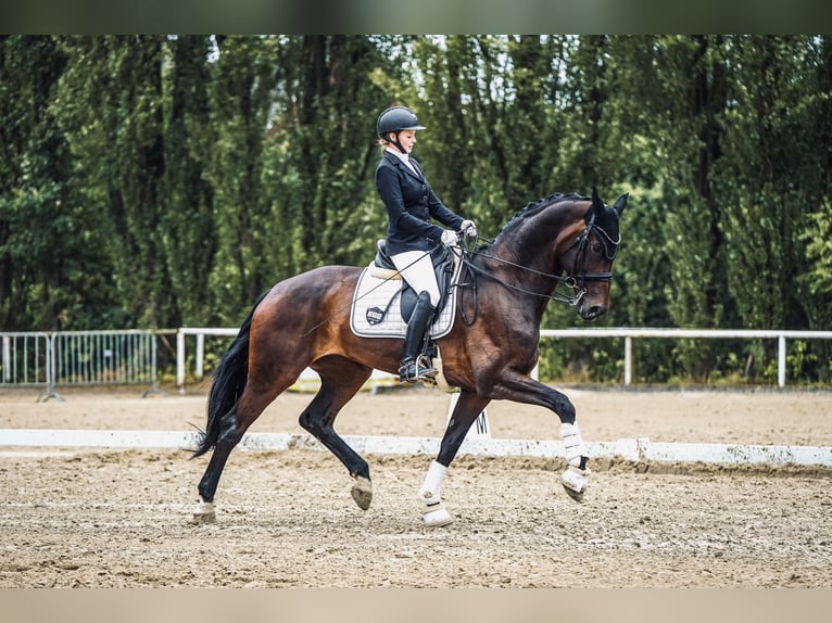 Caballo de deporte alemán Yegua 11 años 173 cm Castaño oscuro in Telgte