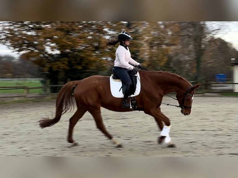 Caballo de deporte alemán Yegua 11 años 174 cm Alazán in Korschenbroich