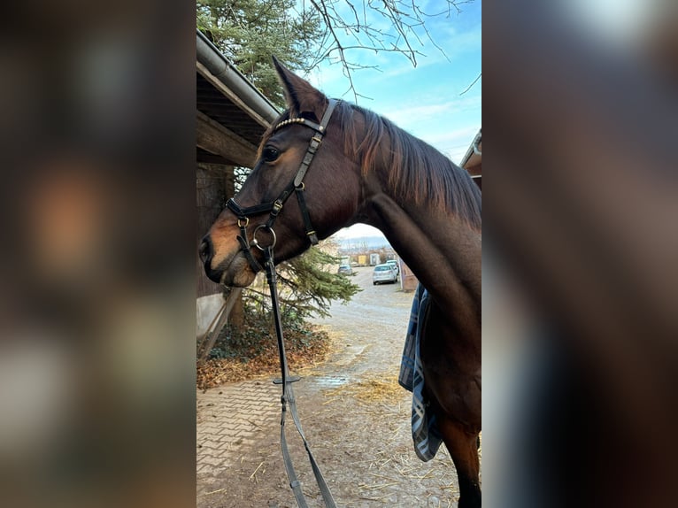 Caballo de deporte alemán Yegua 11 años 174 cm Castaño oscuro in Heilbronn