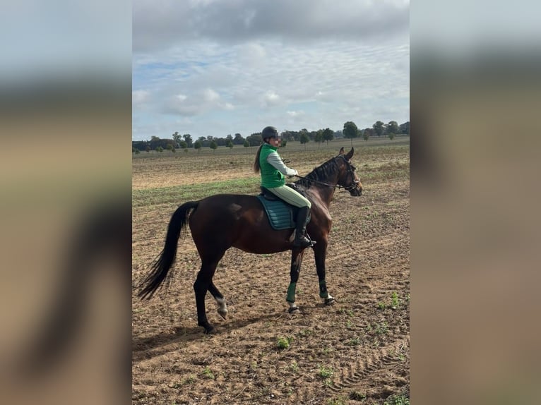 Caballo de deporte alemán Yegua 11 años 175 cm Castaño in Pritzwalk