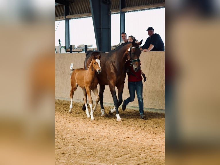 Caballo de deporte alemán Yegua 11 años 175 cm Castaño in Pritzwalk