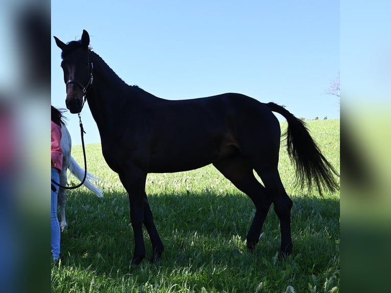 Caballo de deporte alemán Yegua 11 años 176 cm Morcillo in Holderbank SO