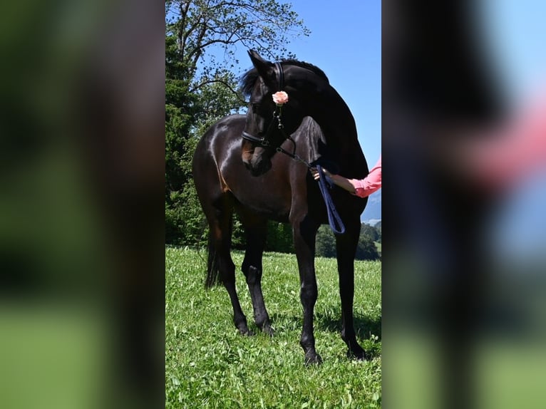 Caballo de deporte alemán Yegua 11 años 176 cm Morcillo in Holderbank SO