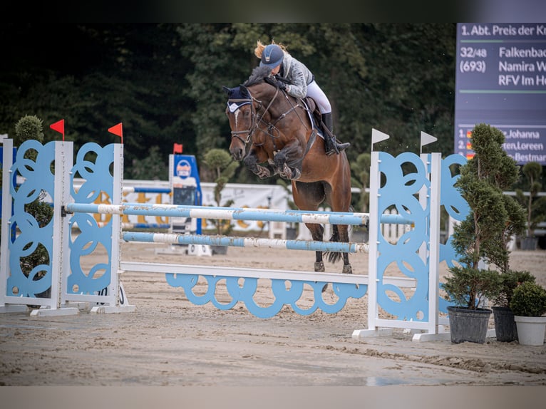 Caballo de deporte alemán Yegua 11 años 177 cm Castaño oscuro in Wachtberg