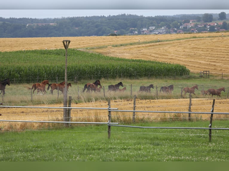Caballo de deporte alemán Yegua 11 años Negro in Postmünster