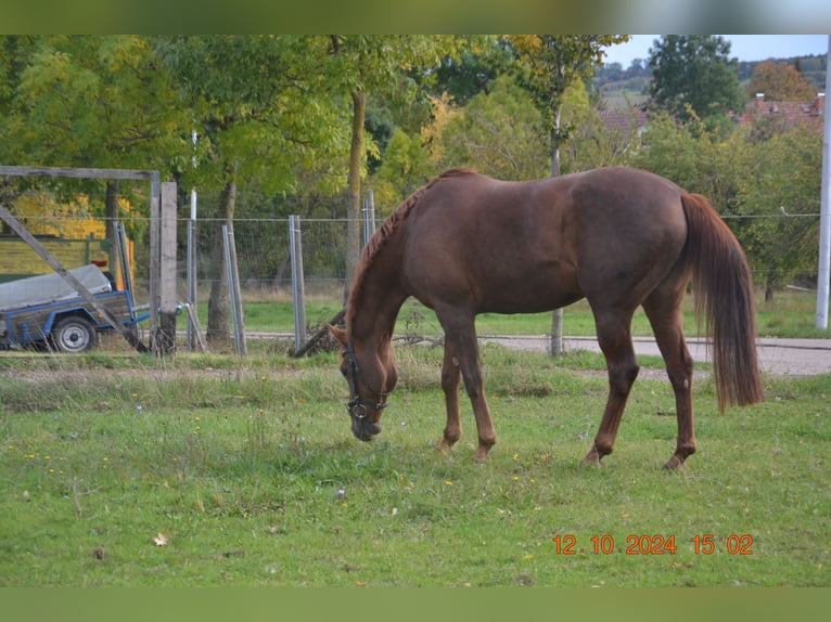 Caballo de deporte alemán Yegua 12 años 155 cm Alazán-tostado in Gotha