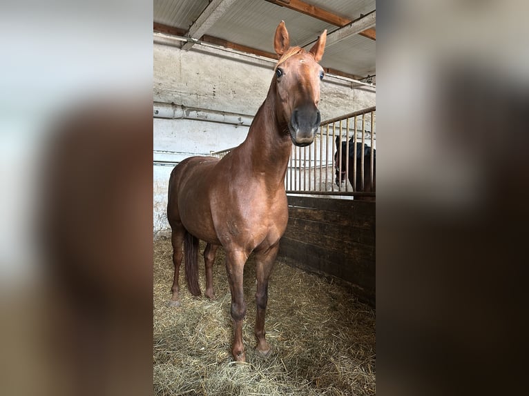 Caballo de deporte alemán Yegua 12 años 155 cm Alazán-tostado in Gotha