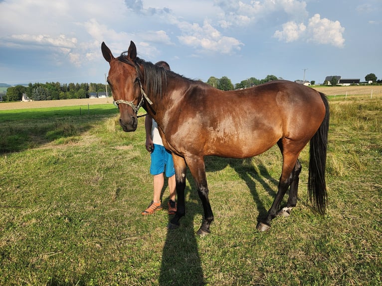 Caballo de deporte alemán Yegua 12 años 160 cm Castaño in Marienberg