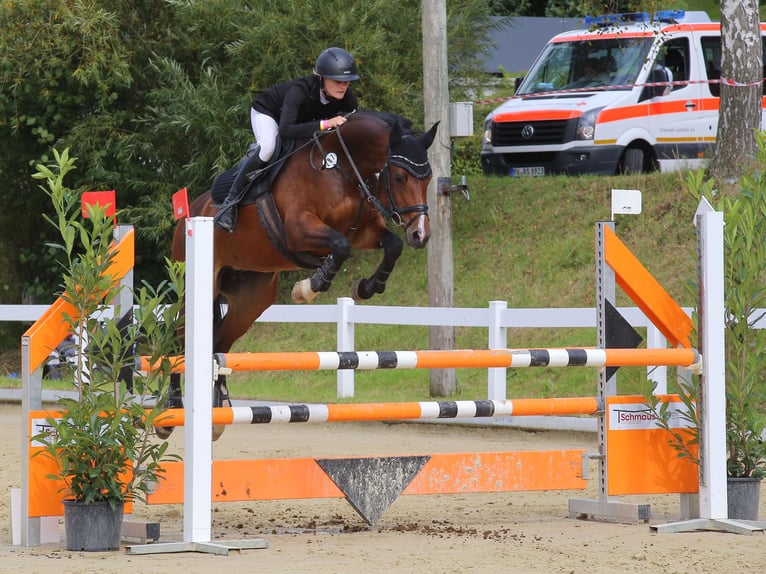 Caballo de deporte alemán Yegua 12 años 164 cm Castaño oscuro in Lindau (Bodensee)Lindau