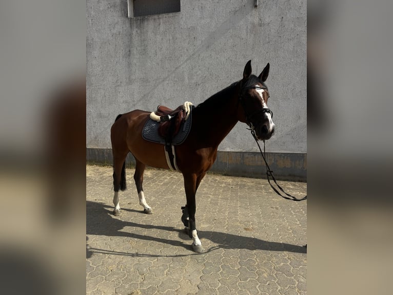Caballo de deporte alemán Yegua 12 años 165 cm Castaño in Petersberg